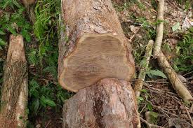 Image result for Pericopsis