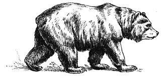 Plus, it's an easy way to celebrate each season or special holidays. Bear Color Drawing Peepsburgh