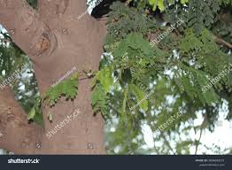 Image result for Albizia adianthifolia