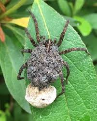 It might take from a few weeks up to a month. Mama Wolf Spiders Carry Their Young Round On Their Backs The Virginian Pilot