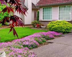 Sow seeds indoors in spring, 8 to 10 weeks before last spring frost date, barely covering seeds; Stepables Com Plants That Tolerate Foot Traffic Plants Indoor Tree Plants Drought Tolerant Landscape