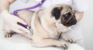 Almost all basal and squamous cell cancers and the vast majority of melan. A Look At The 5 Most Common Types Of Cancer In Dogs Petcoach