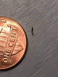 Tiny Skinny Black Worms That May Bite All About Worms