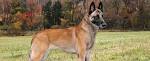 Belgian Malinois Dog Breed Information