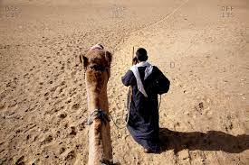 The camel put his head in the sand and sleeps. View Of Camel Driver And Head Of Camel From Its Back Stock Images Page Everypixel