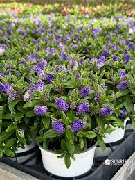 Image result for shrubby veronica hebe