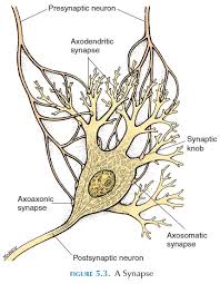 Image result for Synandrodaphne