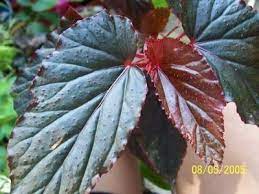 Unusual very easy to grow! Begonia Linda Dawn In The Begonias Database Garden Org