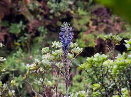Image result for Lobelia kalobaensis