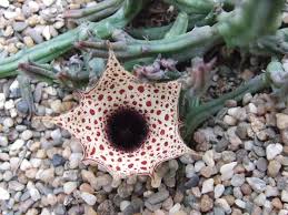 Image result for Huernia occulta