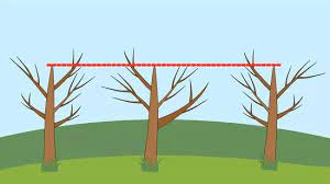 These trees will fruit well whether or not they are pruned. How To Prune Plum Trees 11 Steps With Pictures Wikihow