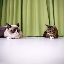 Lil Bub On Twitter Grumpy Cat Internet Cats Cute Animals