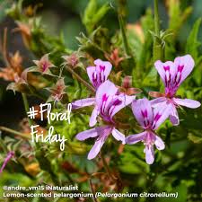 Image result for Syzygium niassense