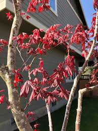 We did not find results for: Bloodgood Japanese Maple Leaves Wilting 449582 Ask Extension
