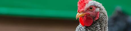 Comment tuer un coq sans le faire souffrir. Picage Chez Les Poules Pourquoi Et Comment L Eviter