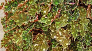 Its a beautiful ornamental flowering plant called begonia plant. Growing Begonias Indoors Melinda Myers