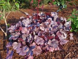 Heuchera Dolce Silver Gumdrop Havlis Cz Use this silver beauty to brighten up your shade garden! heuchera dolce silver gumdrop
