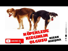 Kopeklerde Kizginlik Olgusu Kizan Kizisma Youtube
