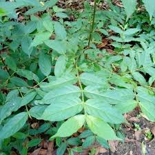 Image result for Canthium oligocarpum