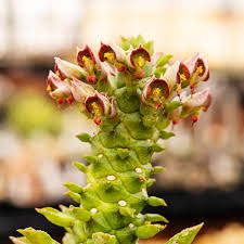 Image result for Monadenium