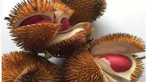 Durian merah ni makan belum lagi tengok biasa juga kat tv.durian sedap dimakan kalau tak dak saye tgh mengidam nak makan buah durian isi merah nih. Durian Nusantara Steemkr