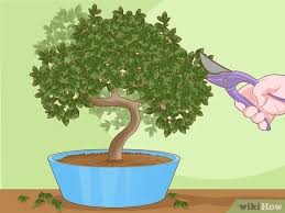 After the tree has sprouted, it is known as a tree seedling. Simple Ways To Revive A Bonsai Tree 13 Steps With Pictures