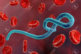 We did not find results for: Ebola Virus Im Blut Mit Roten Blutkorperchen Hamorrhagisches Fiebervirus 3d Abbildung Lizenzfreie Fotos Bilder Und Stock Fotografie Image 69756792