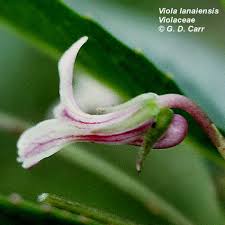 Image result for Launaea violacea