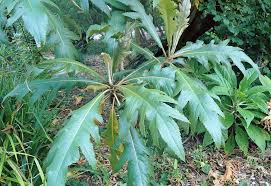 Image result for Bocconia arborea