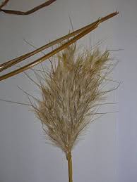 Image result for Eccoptocarpha obconiciventris