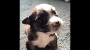 Puppy waving to a bird. Flowers Love Gif By Chippy The Dog Find Share On Giphy