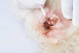 Image result for mold in the ear dog