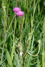 Image result for Erythrocephalum decipiens