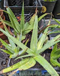 Image result for Aloe canis