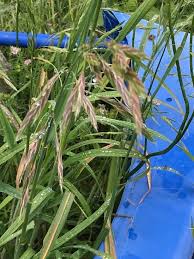 Image result for Bromus catharticus
