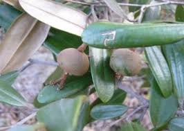 Image result for Otiophora pauciflora