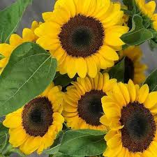 Avas flowers offers a large selection of green plants, fruit baskets and funeral flowers for funeral homes in manhattan. Avas Flowers Sunflowers End Up Facing The Sun But They Facebook