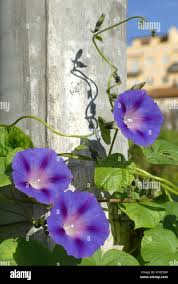 Image result for Ipomoea violacea
