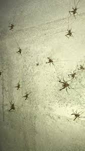 We have been family owned and operated since 1990, so we always treat our customers like family. Burt S Termite Pest Control Home Facebook