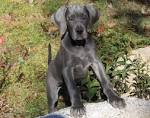 PuppyFind | Great Dane Puppies for Sale