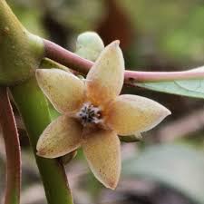 Image result for Schlechterella