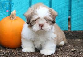 Most of the time, breeders would assess which of their shih tzu puppies have the potential to become show dogs and it is only those that pass their standards would. Shih Tzu Puppies For Sale Puppy Adoption Keystone Puppies