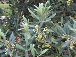 The one big difference, of course, is that the fruitless olive tree does not bear any fruit and produces no pollen! Olive Description Production Oil Britannica
