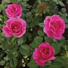 We did not find results for: 13 Types Of Roses In India Best Rose Varieties India Gardening