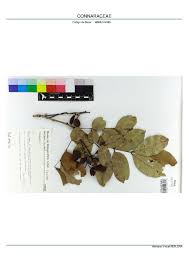 Image result for Connaraceae