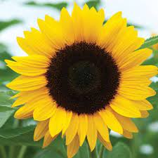 Sunflower Seeds For Planting Huge Tall Black Oil Common Sun Etsy In 2021 Sunflower Pictures Yellow Flowers Sunflower Wallpaper