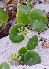 Image result for Hydrocotyle