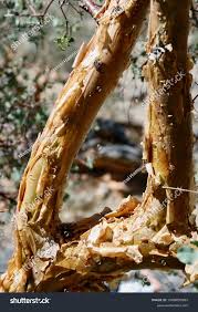 Image result for Sterculia africana