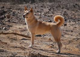 A Fight To Save Israeli Dogs Canaan Dog Dog Breeds Dogs