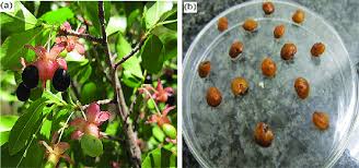 Image result for Brackenridgea